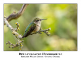 Ruby-throated Hummingbird-025