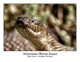Northern Water Snake-002
