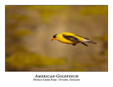 American Goldfinch-016