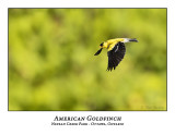 American-Goldfinch-017