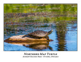 Northern Map Turtle-013