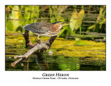 Green Heron-026