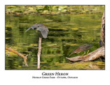 Green Heron-038