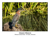 Green Heron-047