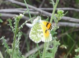 Sara Orangetip (Anthocharis sara)