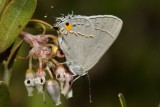 Gray Hairstreak (Strymon melinus)