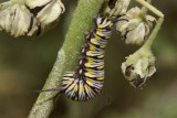 Queen (Danaus gilippus) - larva