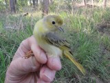 Yellow Warbler - female