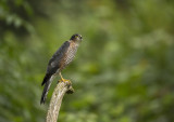 Sparrowhawk. Spurvehauk