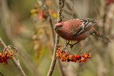 Pine Grosbeak, Male. Konglebit