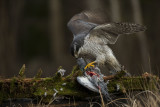 Northern Goshawk. Hnsehauk