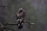 Golden Eagle. Kongern