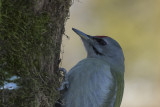 Grey-headed Woodpecker. Gråspett