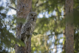 Great Grey Owl. Lappugle