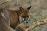 Red Fox. Rød Rev