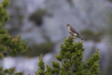 Merlin. Falco columbarius. Female. Dvergfalk