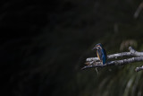Common Kingfisher. Isfugl