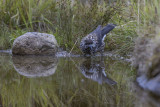 Spotted nutcracker. Nttekrke