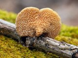 Hexagonal-pored Polypore Mushroom