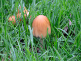 Inky Cap Mushroom