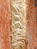 Black Cherry Tree Broken in a Windstorm