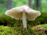 Eastern American Platterful Mushroom