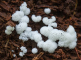 Honeycomb Coral Slime Mold