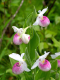 Showy Lady's Slipper Orchid