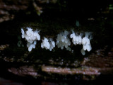 White Carnival Candy Slime Mold