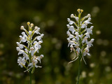 White-fringed Orchids