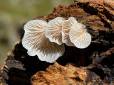 Flat Crep Mushrooms