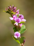 Wand-like Bush-clover