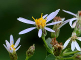 Large-leaved Aster