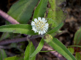 Yerba de Tajo