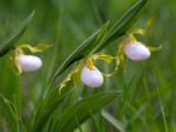 Small White Lady's Slipper Orchid