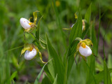 Small White Lady's Slipper Orchids