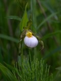Andrew's Lady's Slipper Orchid