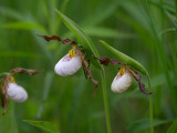 Andrew's Lady's Slipper Orchid