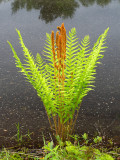 Cinnamon Fern