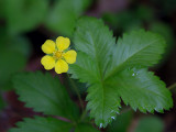 Cinquefoil