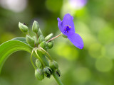 Ohio Spiderwort