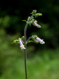 Hairy Beardtongue