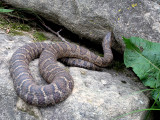 Brown Water Snake