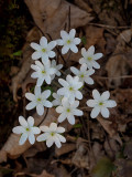 Sharp-Lobed Hepatica