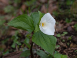 White Trillium