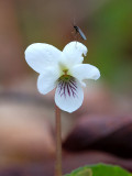 Sweet White Violet