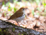 Wood Thrush