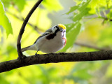 Chestnut-sided Warbler