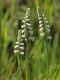 Wide-leaved Ladies'-tresses Orchid