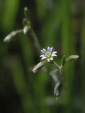 Field Chickweed